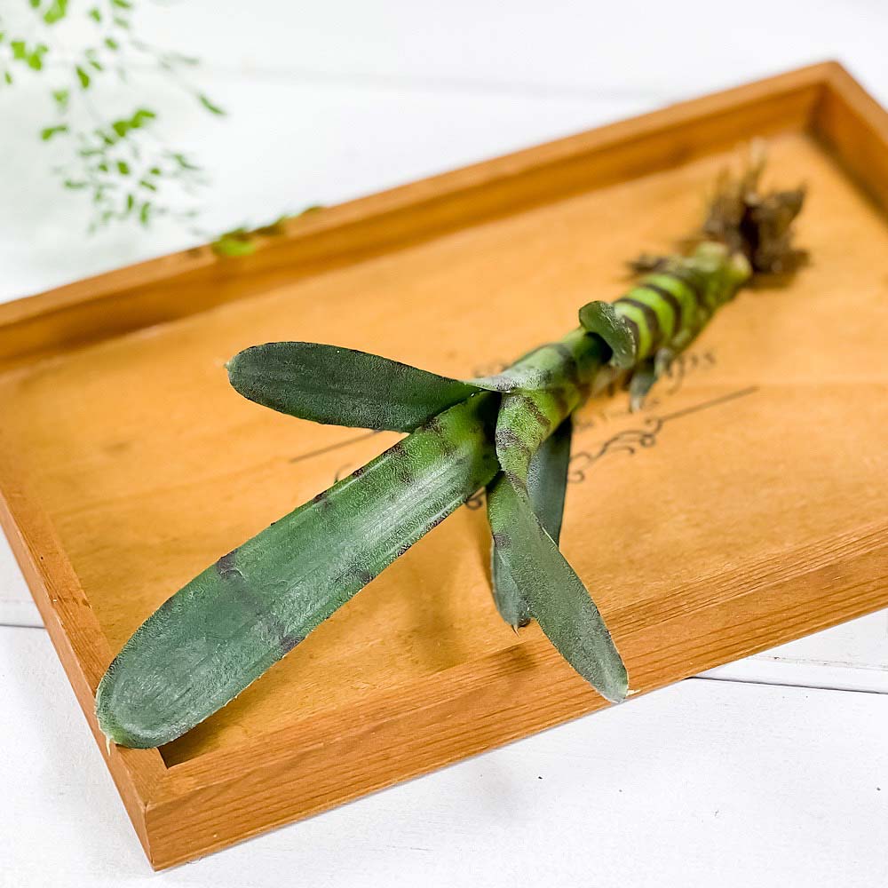 PLANCHU 観葉植物 ネオレゲリア アケソ 1株 育て方説明書付き Neoregelia ‘Akeso’ ブロメリア タンクブロメリア テラリウム ビバリウム