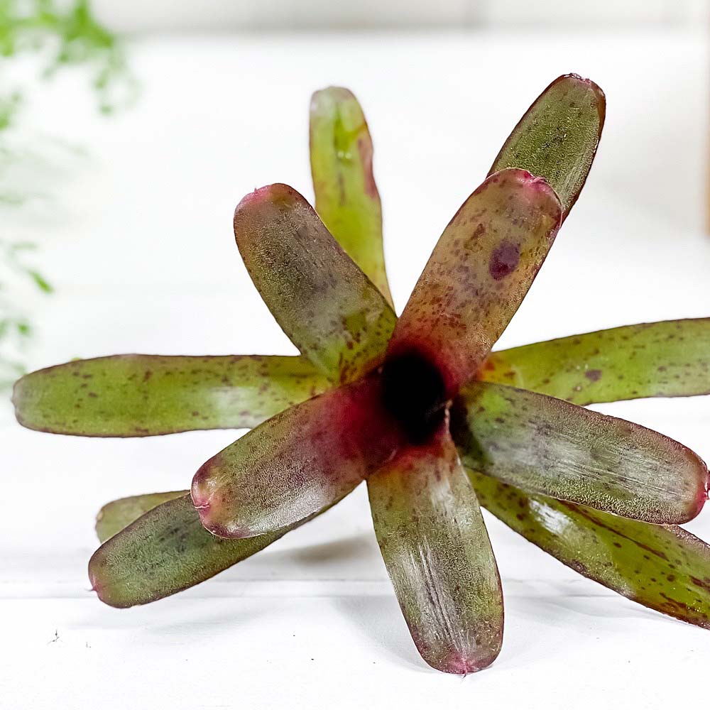 PLANCHU 観葉植物 ネオレゲリア アマゾン 1株 育て方説明書付き Neoregelia ‘Amazon’ ブロメリア タンクブロメリア テラリウム ビバリウム