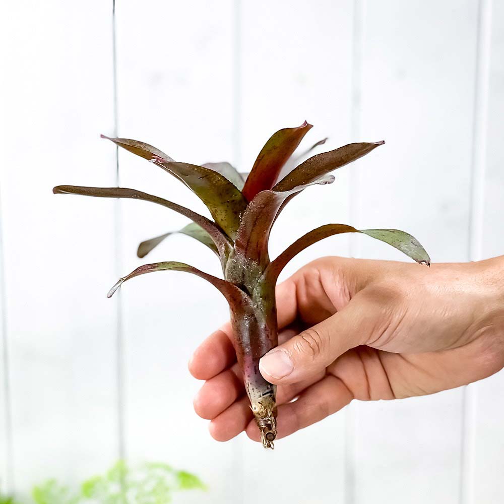 PLANCHU 観葉植物 ネオレゲリア アマゾン 1株 育て方説明書付き Neoregelia ‘Amazon’ ブロメリア タンクブロメリア テラリウム ビバリウム