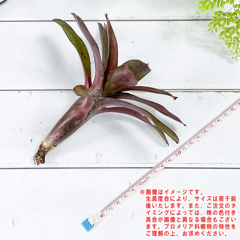 PLANCHU 観葉植物 ネオレゲリア アマゾン 1株 育て方説明書付き Neoregelia ‘Amazon’ ブロメリア タンクブロメリア テラリウム ビバリウム