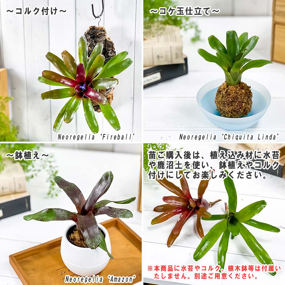 PLANCHU 観葉植物 ネオレゲリア アマゾン 1株 育て方説明書付き Neoregelia ‘Amazon’ ブロメリア タンクブロメリア テラリウム ビバリウム