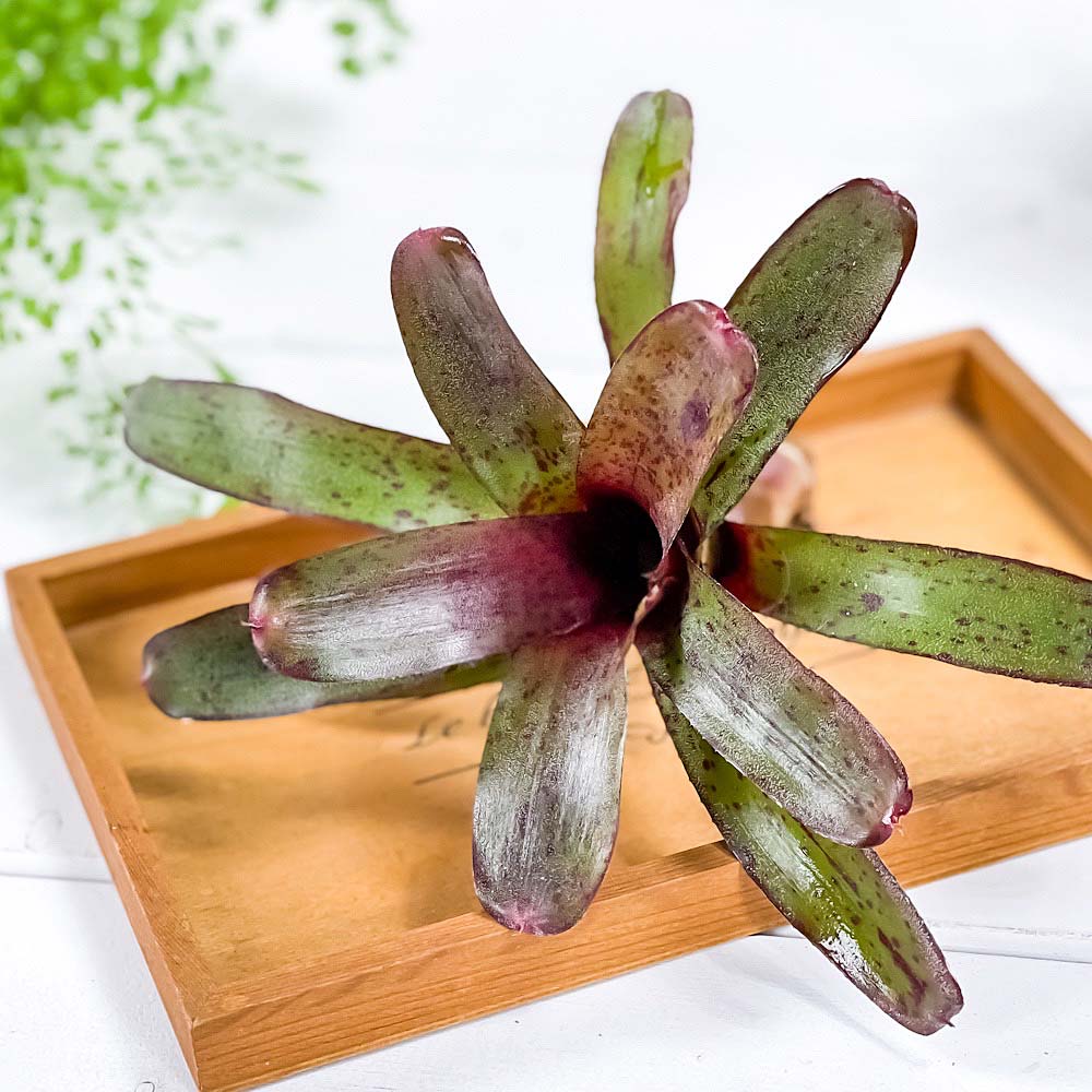 PLANCHU 観葉植物 ネオレゲリア アマゾン 1株 育て方説明書付き