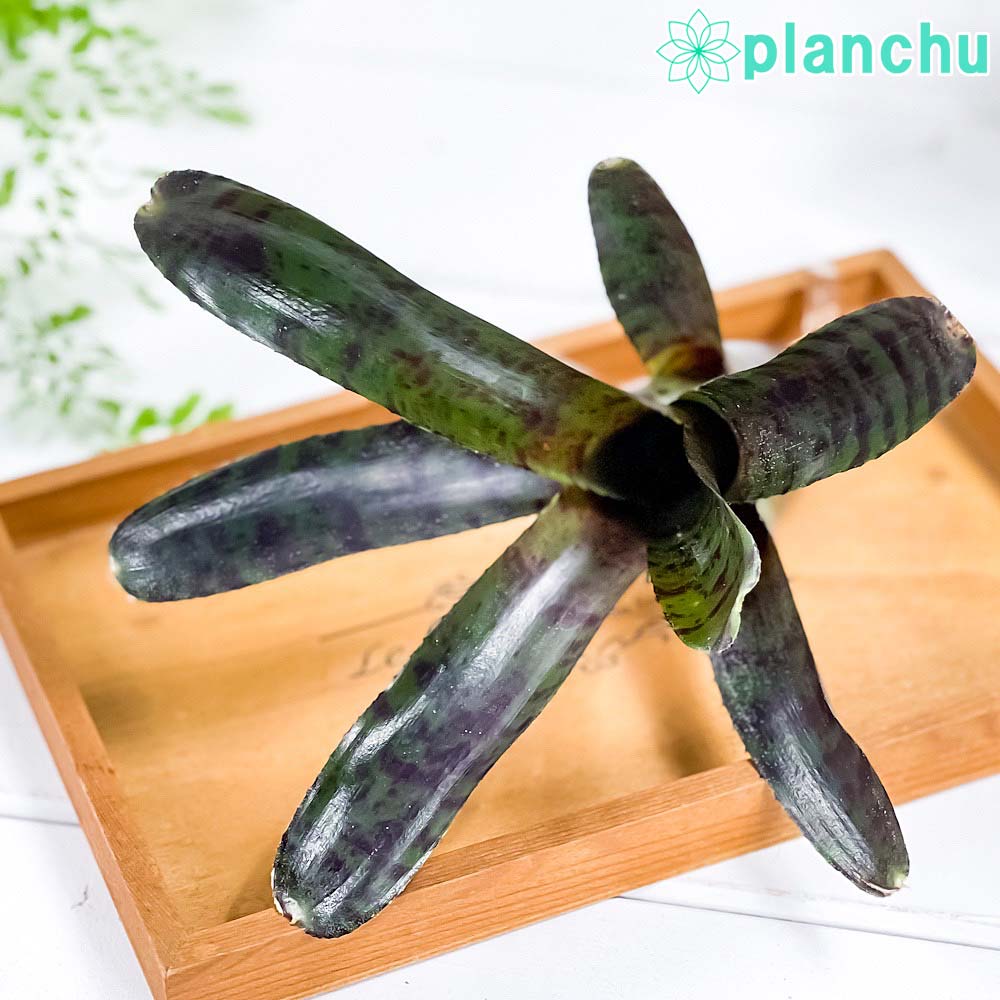 PLANCHU 観葉植物 ネオレゲリア ホットエンバー 1株 育て方説明書付き Neoregelia ‘Hot Ember’ ブロメリア タンクブロメリア テラリウム ビバリウム