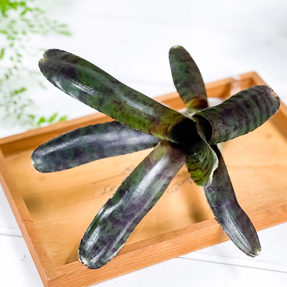 PLANCHU 観葉植物 ネオレゲリア ホットエンバー 1株 育て方説明書付き Neoregelia ‘Hot Ember’ ブロメリア タンクブロメリア テラリウム ビバリウム