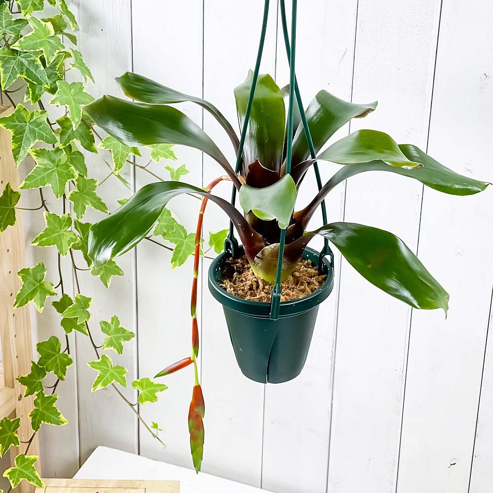 PLANCHU 観葉植物 フリーセア シンプレックス ギガンティア 4号吊り鉢