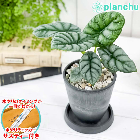 PLANCHU 観葉植物 アロカシア シルバードラゴン 4号樹脂鉢 ダークグレー サスティー付き 受け皿付き 育て方説明書付き Alocasia ‘Silver Dragon’ アロイド