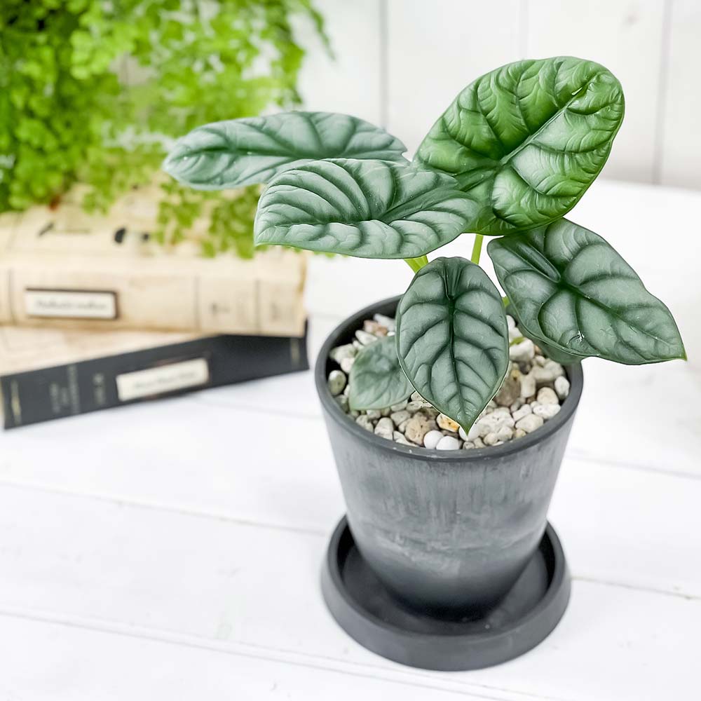 PLANCHU 観葉植物 アロカシア シルバードラゴン 4号樹脂鉢