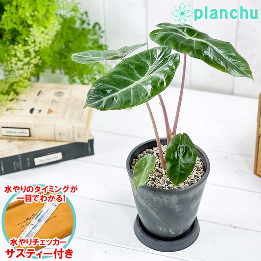 PLANCHU 観葉植物 アロカシア ナイロビナイツ 4号樹脂鉢 ダークグレー サスティー付き 受け皿付き 育て方説明書付き Alocasia ‘Nairobi Nights’ アロイド