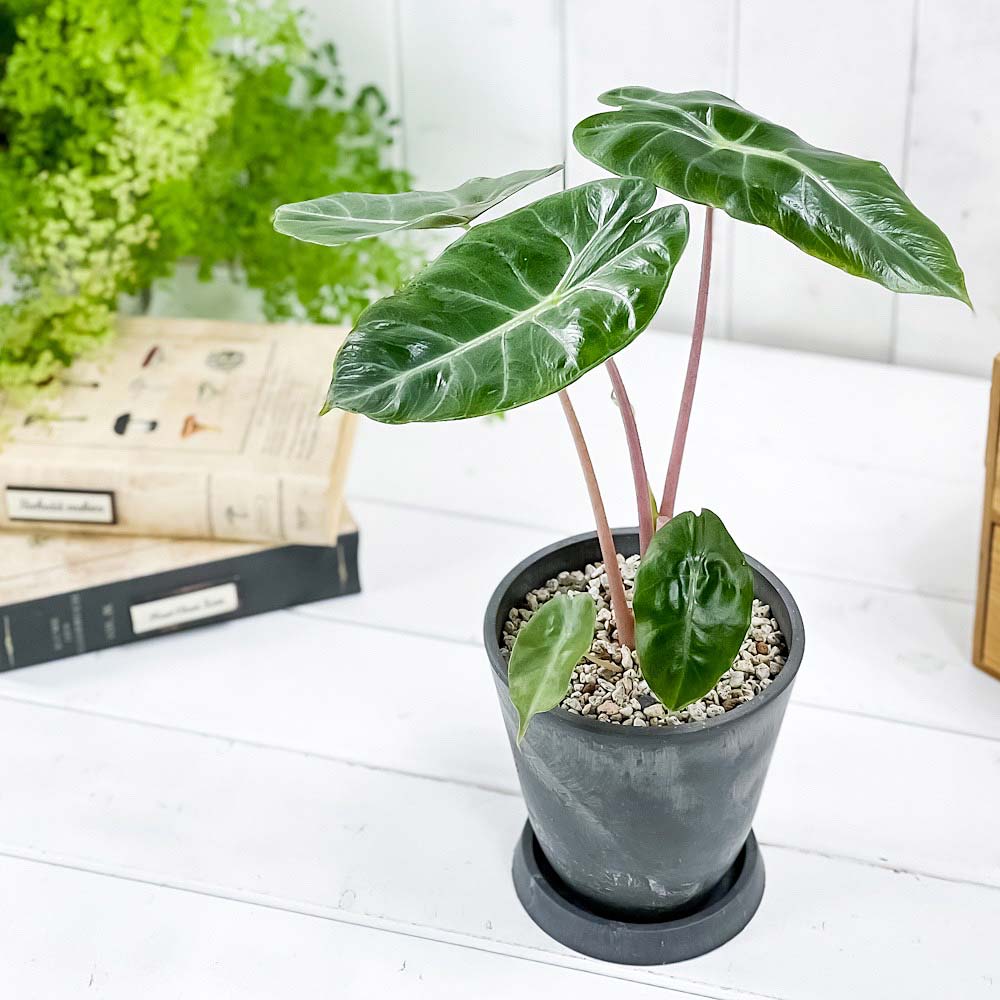 PLANCHU 観葉植物 アロカシア ナイロビナイツ 4号樹脂鉢 ダークグレー サスティー付き 受け皿付き 育て方説明書付き Alocasia ‘Nairobi Nights’ アロイド