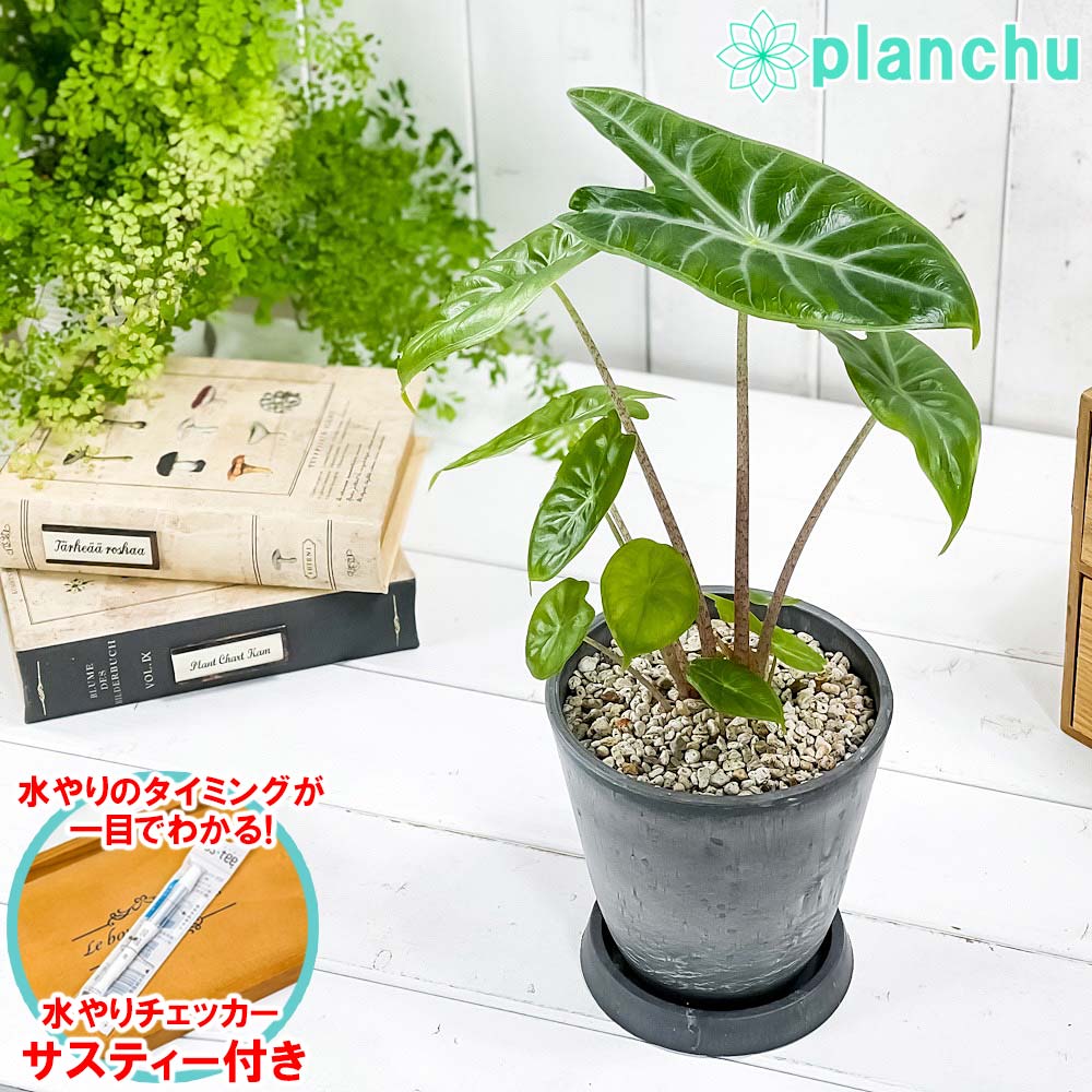 PLANCHU 観葉植物 アロカシア アイボリーコースト 4号樹脂鉢 ダークグレー サスティー付き 受け皿付き 育て方説明書付き Alocasia ‘Ivory Coast’ アロイド