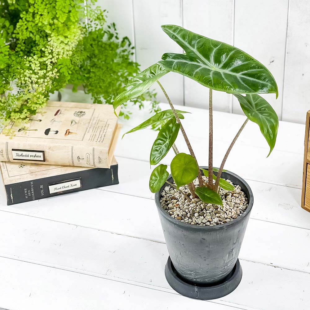 PLANCHU 観葉植物 アロカシア アイボリーコースト 4号樹脂鉢 ダークグレー サスティー付き 受け皿付き 育て方説明書付き Alocasia ‘Ivory Coast’ アロイド
