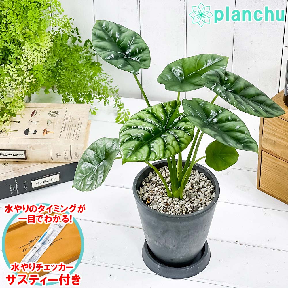 PLANCHU 観葉植物 アロカシア シヌアータ 4号樹脂鉢 ダークグレー サスティー付き 受け皿付き 育て方説明書付き Alocasia sinuata アロイド