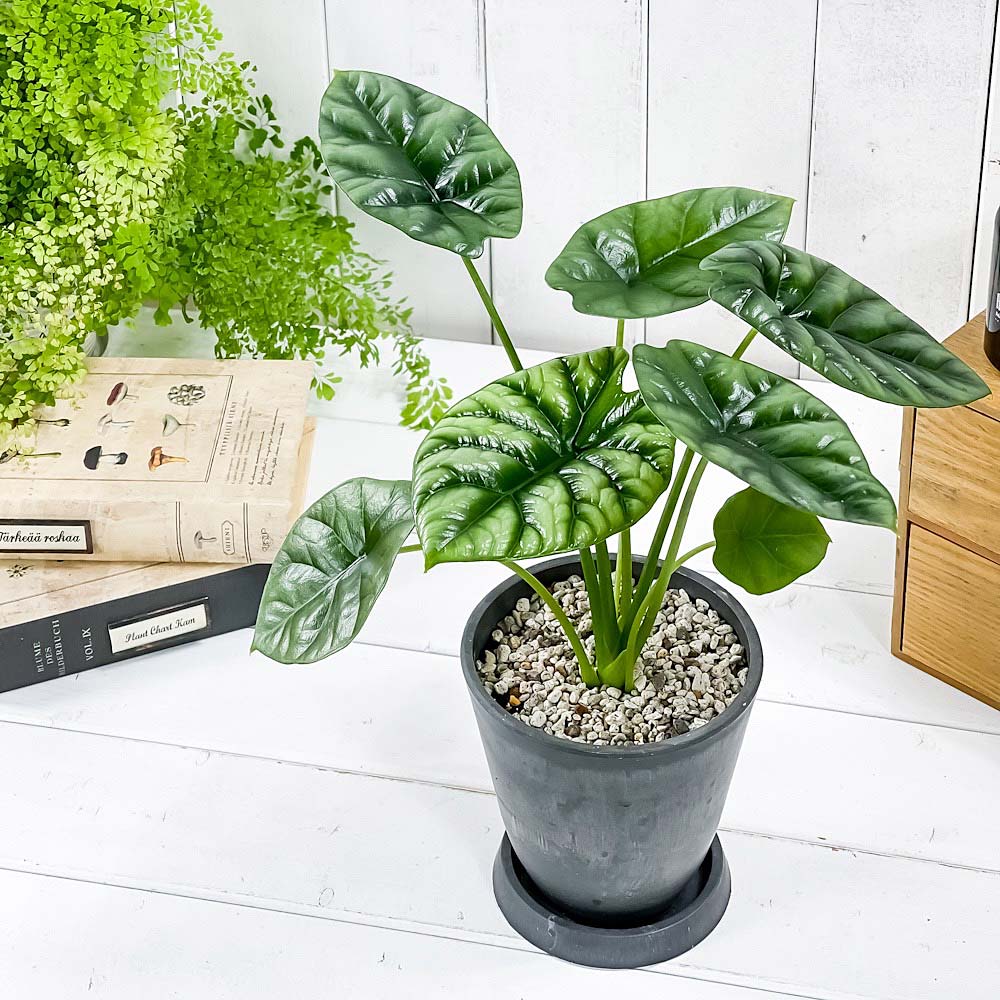 PLANCHU 観葉植物 アロカシア シヌアータ 4号樹脂鉢 ダークグレー