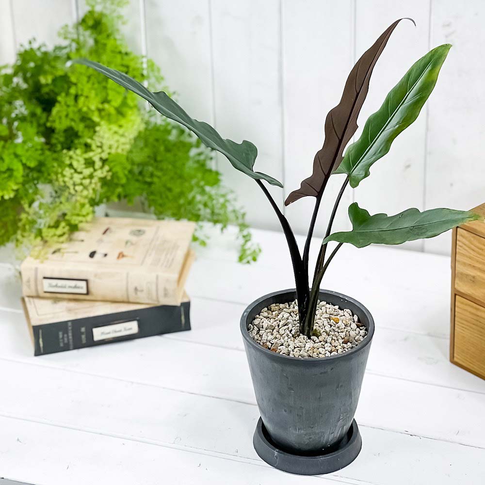 PLANCHU 観葉植物 アロカシア ラウテルバキアナ 4号樹脂鉢 ダークグレー サスティー付き 受け皿付き 育て方説明書付き Alocasia lauterbachiana アロイド