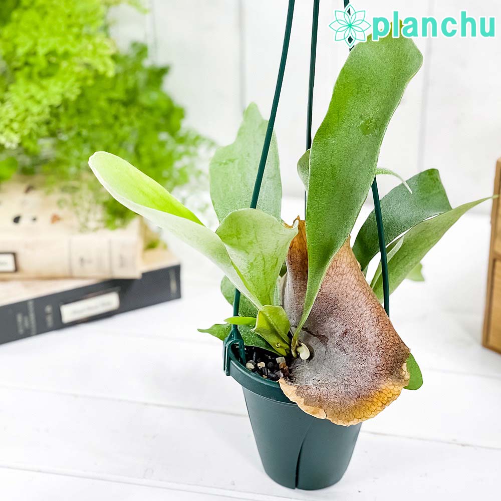 PLANCHU 観葉植物 プラティケリウム アルキコルネ 4号吊り鉢 育て方説明書付き Platycerium alcicorne アルシコルネ ビカクシダ コウモリラン シダ植物
