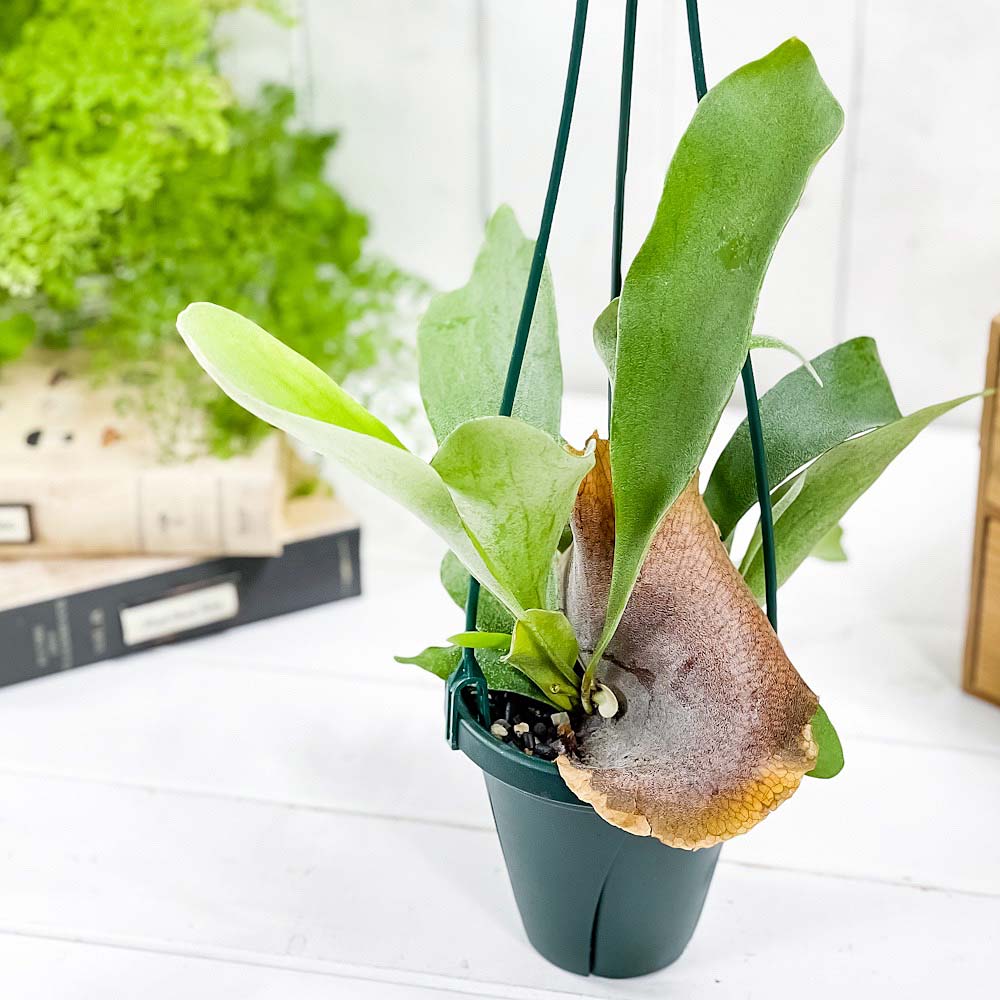 PLANCHU 観葉植物 プラティケリウム アルキコルネ 4号吊り鉢 育て方