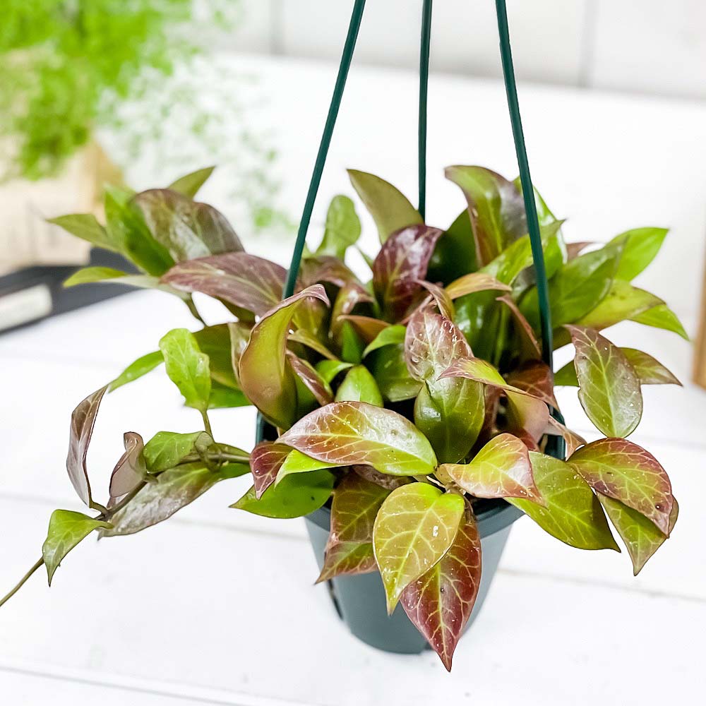 PLANCHU 観葉植物 ホヤ オブスクラ 4号吊り鉢 育て方説明書付き Hoya obscura ガガイモ サクララン 桜蘭