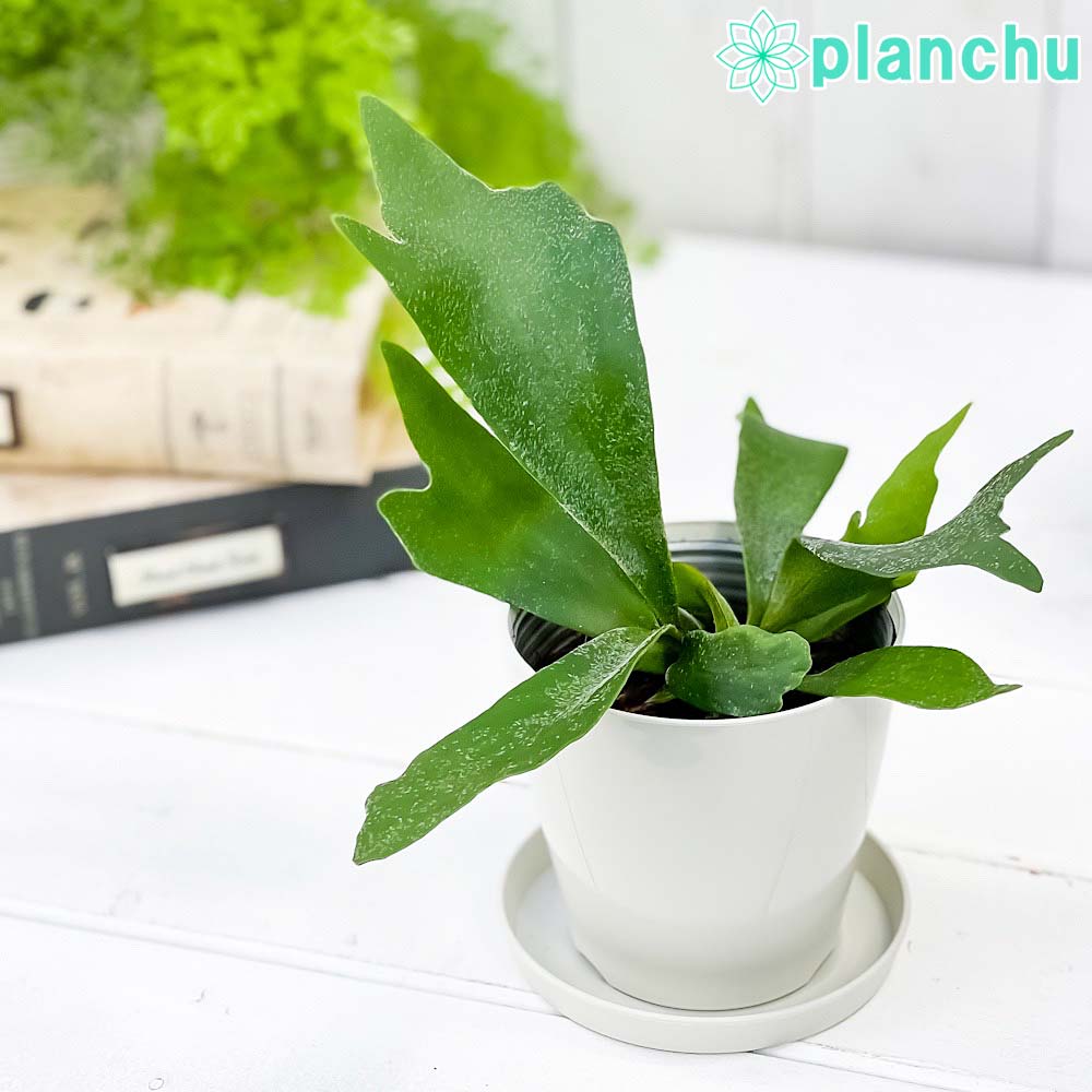 プラティケリウム（ビカクシダ属） – 観葉植物専門店プランチュ