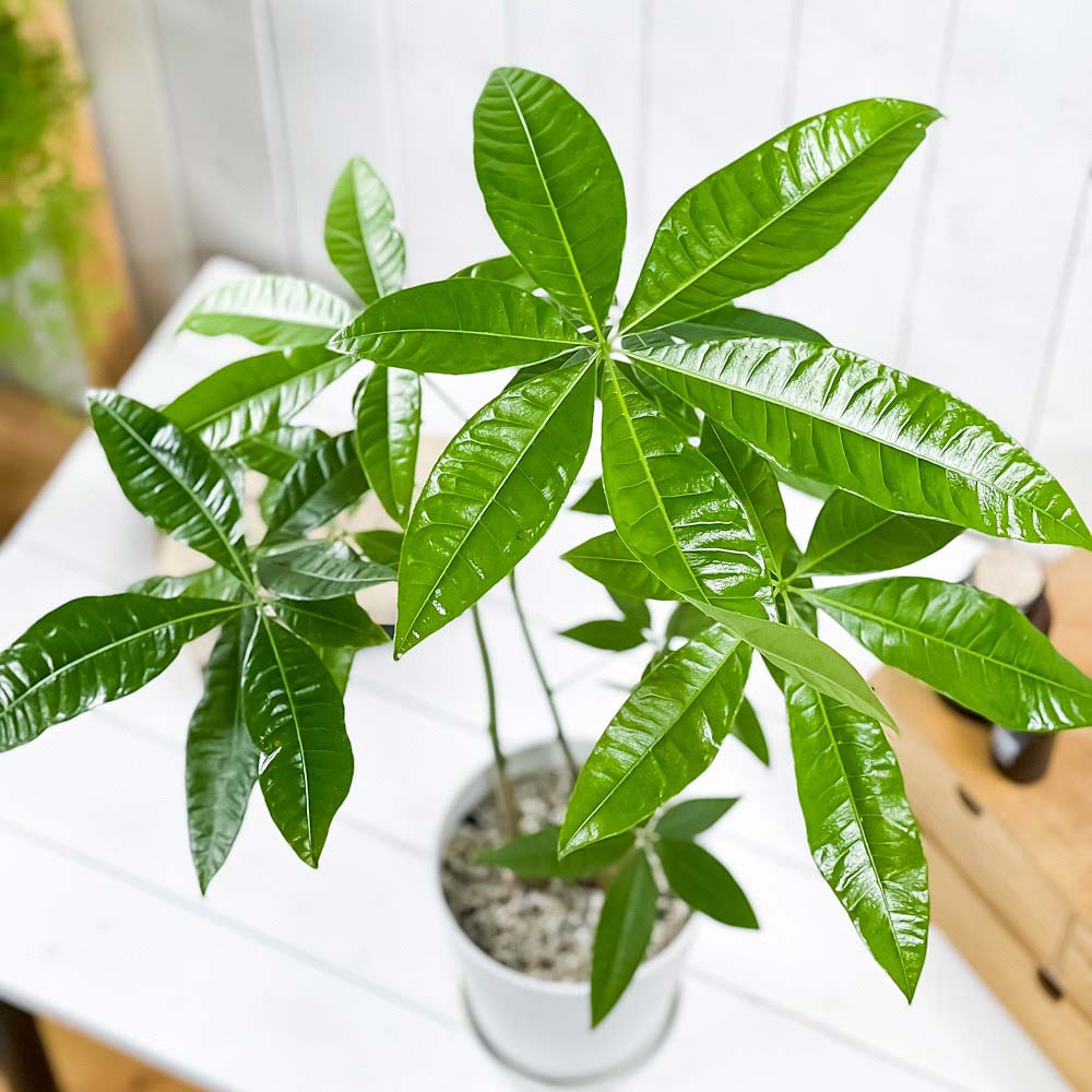 PLANCHU 観葉植物 パキラ ストレート 実生株 5号鉢 受け皿付き 育て方説明書付き Pachira glabra 発財樹 実生