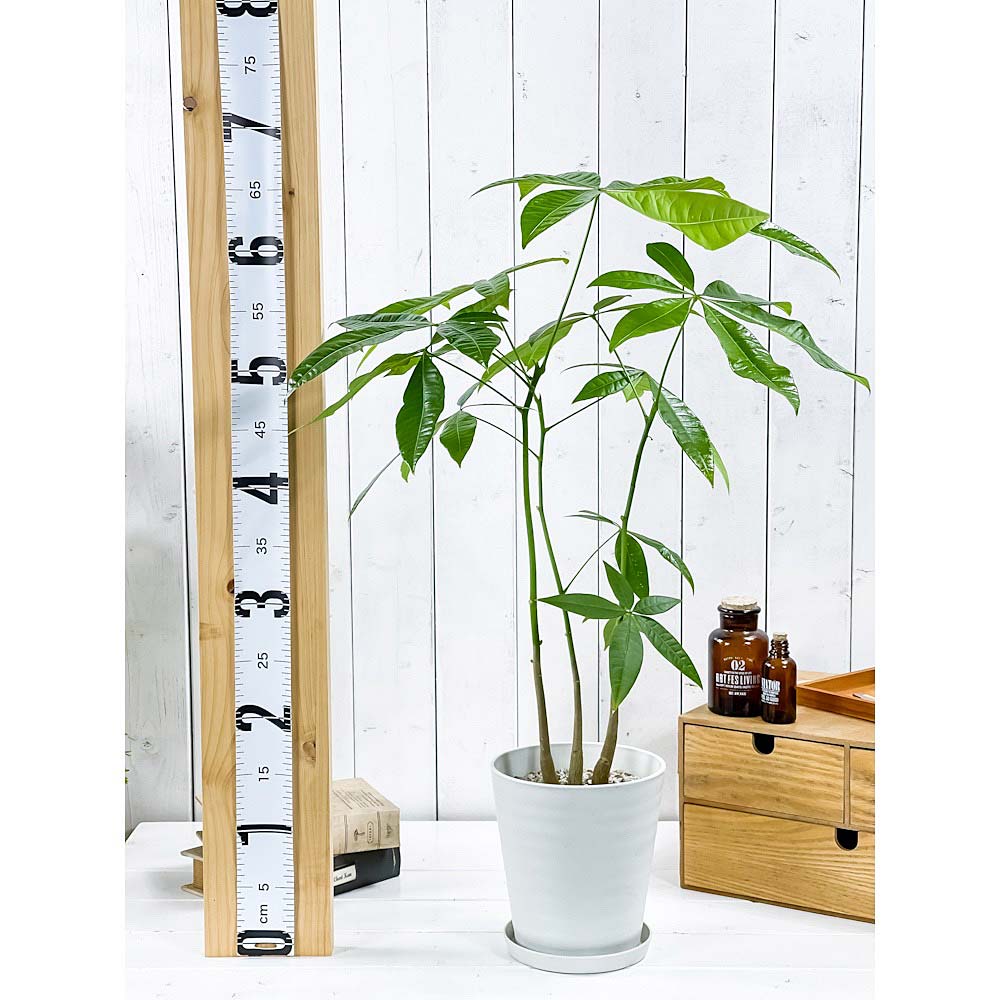 PLANCHU 観葉植物 パキラ ストレート 実生株 5号鉢 受け皿付き 育て方説明書付き Pachira glabra 発財樹 実生