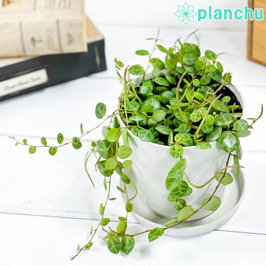 PLANCHU 観葉植物 ペペロミア タートル 3.5号鉢 受け皿付き 育て方説明書付き Peperomia prostrata プロストラータ