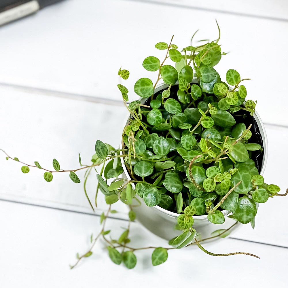 PLANCHU 観葉植物 ペペロミア タートル 3.5号鉢 受け皿付き 育て方説明書付き Peperomia prostrata プロストラータ