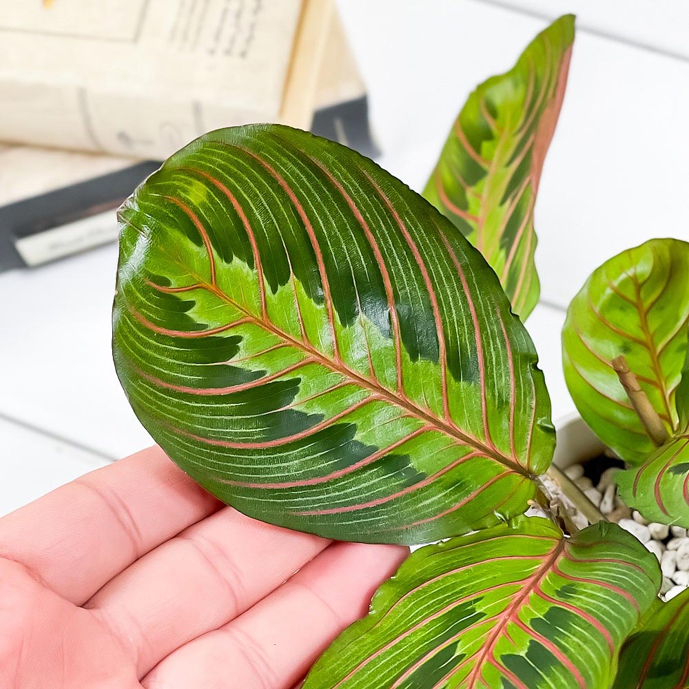 PLANCHU 観葉植物 マランタ ボスタス 4号鉢 受け皿付き 育て方説明書付き Maranta leuconeura var. erythroneura レウコネウラ カラテア