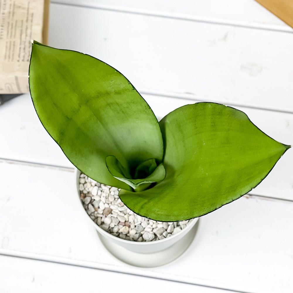 PLANCHU 観葉植物 サンセベリア ムーンシャイン 4号鉢 受け皿付き 育て方説明書付き Sansevieria trifasciata ‘Moonshine’ 多肉植物 サンスベリア