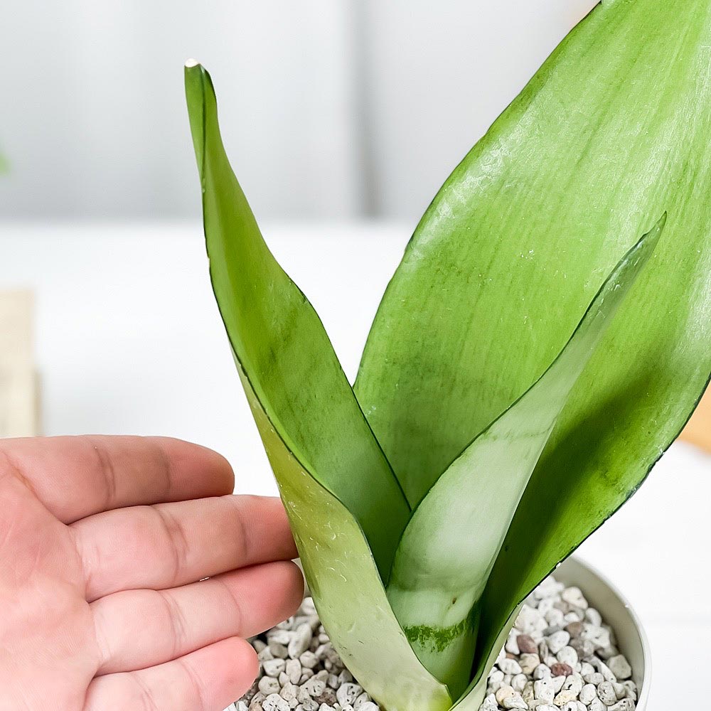 PLANCHU 観葉植物 サンセベリア ムーンシャイン 4号鉢 受け皿付き 育て方説明書付き Sansevieria trifasciata ‘Moonshine’ 多肉植物 サンスベリア