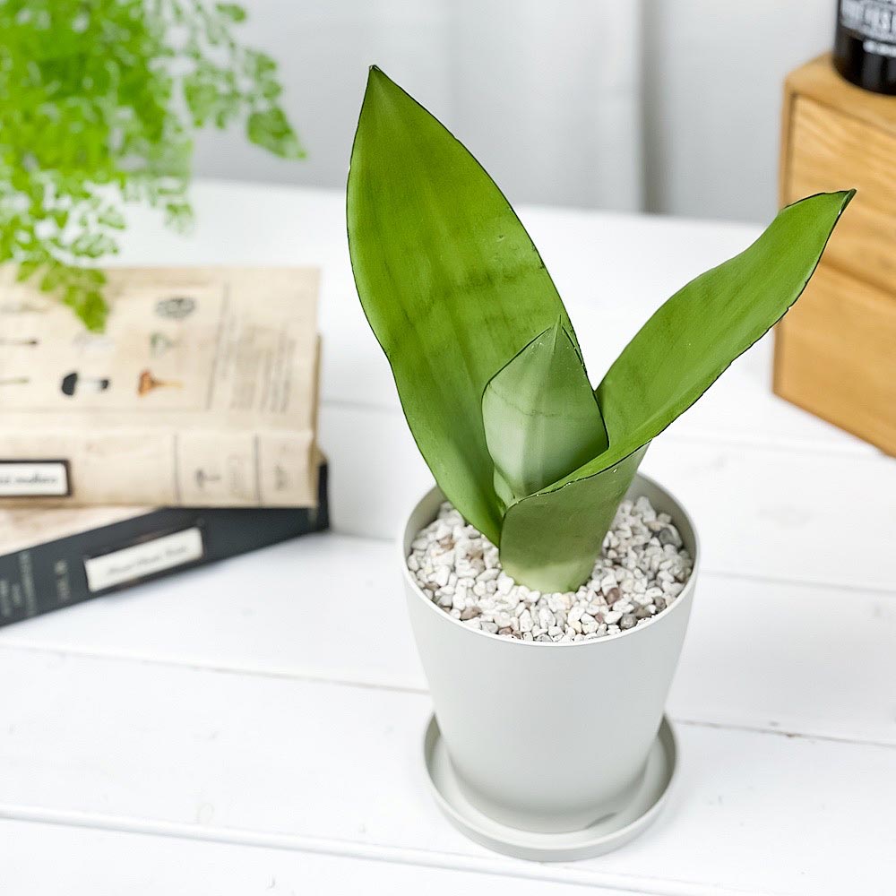 PLANCHU 観葉植物 サンセベリア ムーンシャイン 4号鉢 受け皿付き 育て方説明書付き Sansevieria trifasciata ‘Moonshine’ 多肉植物 サンスベリア