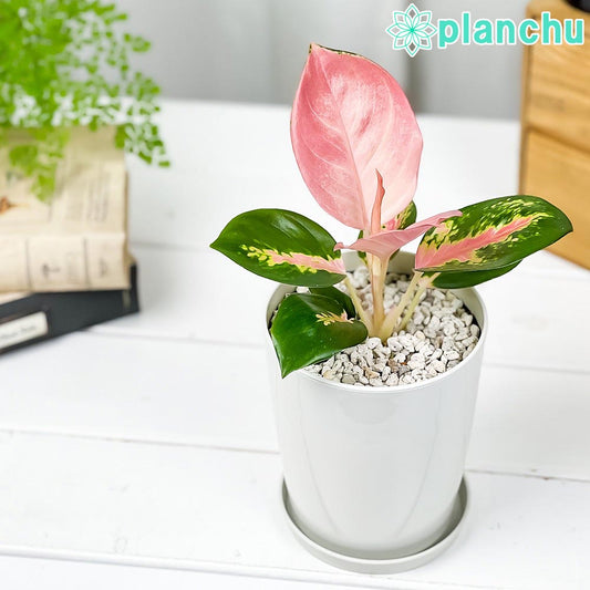 PLANCHU 観葉植物 アグラオネマ チャイナレッド 4号鉢 受け皿付き 育て方説明書付き Aglaonema ‘China Red’ 幸せを招くタイの宝石 アロイド