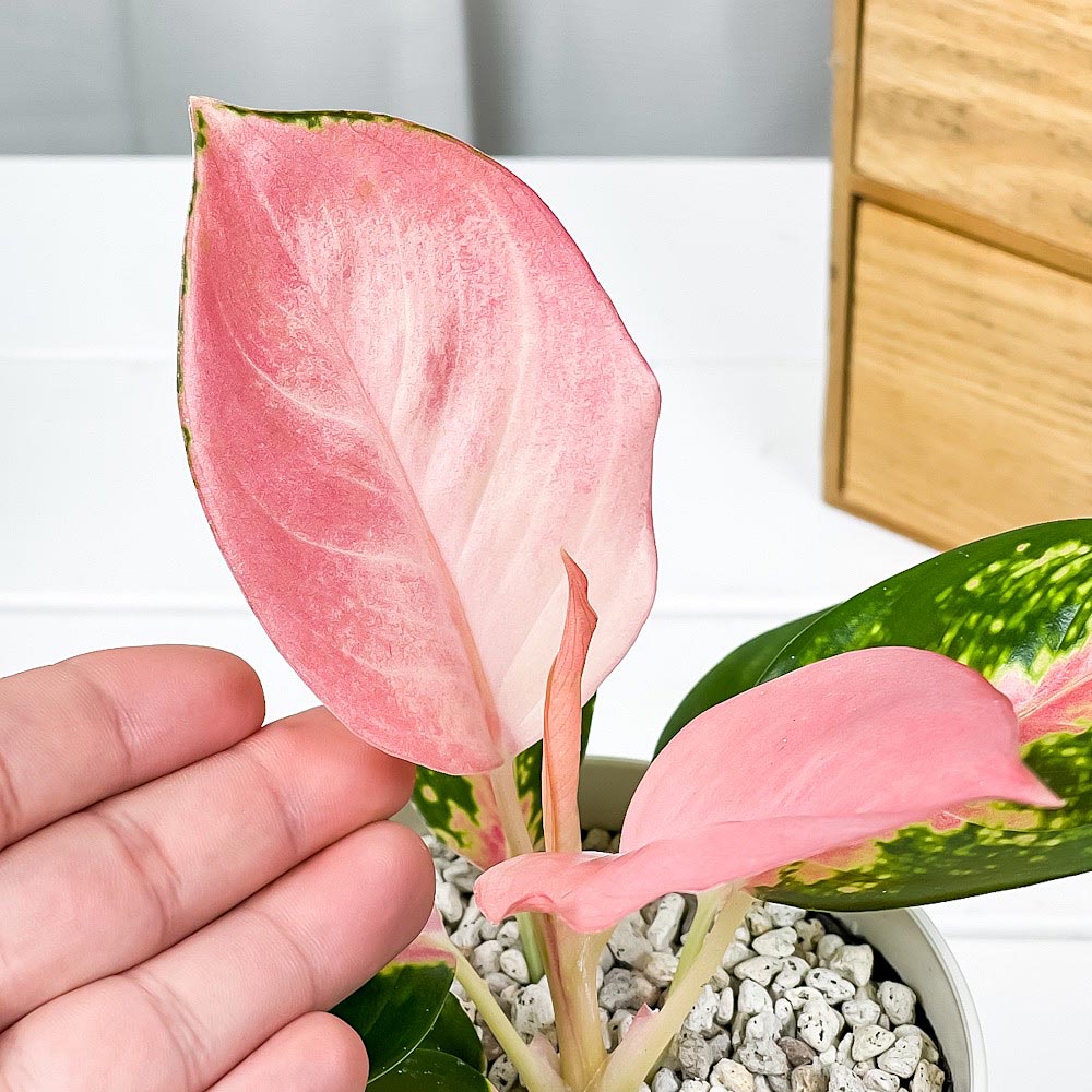 PLANCHU 観葉植物 アグラオネマ チャイナレッド 4号鉢 受け皿付き 育て方説明書付き Aglaonema ‘China Red’ 幸せを招くタイの宝石 アロイド