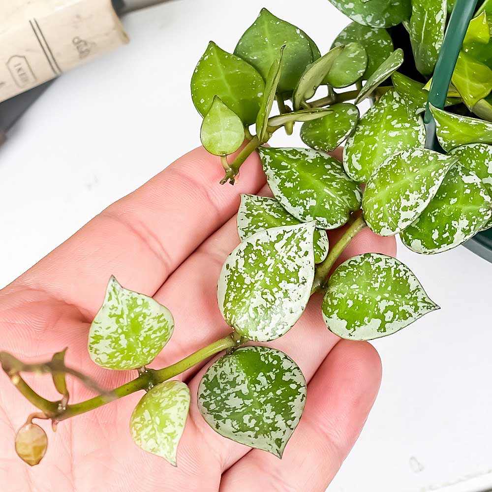 PLANCHU 観葉植物 ホヤ クローニアナ スプラッシュ 4号吊り鉢 育て方説明書付き Hoya krohniana ‘Splash’ ガガイモ サクララン 桜蘭