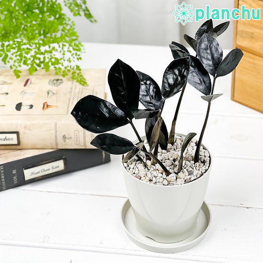 PLANCHU 観葉植物 ザミオクルカス レイヴン 3.5号鉢 受け皿付き 育て方説明書付き PVP Zamioculcas ‘Raven’ レイブン 金銭樹