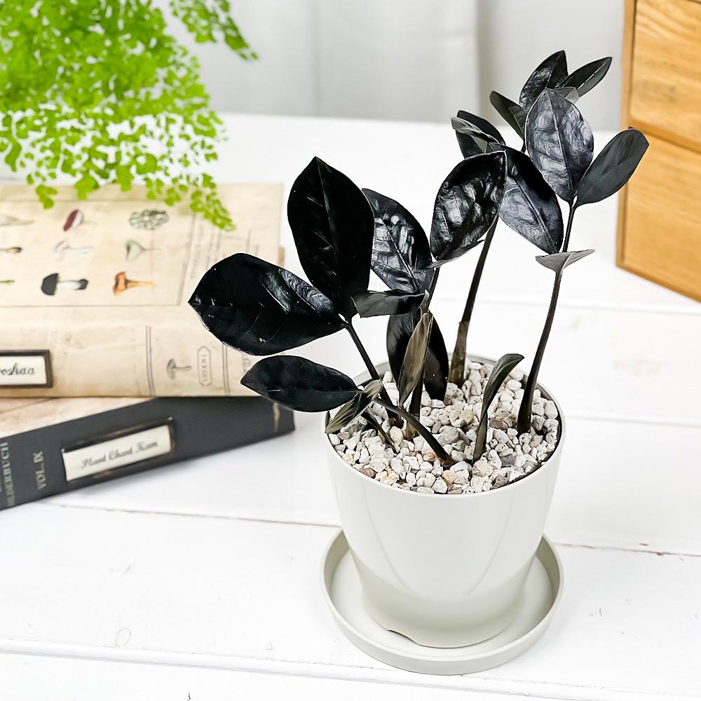 PLANCHU 観葉植物 ザミオクルカス レイヴン 3.5号鉢 受け皿付き 育て方説明書付き PVP Zamioculcas ‘Raven’ レイブン 金銭樹