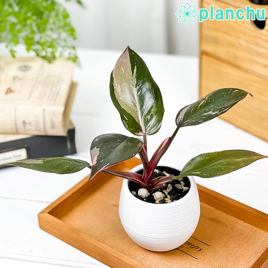 PLANCHU 観葉植物 フィロデンドロン ピンクプリンセス 3号丸鉢 受け皿付き 育て方説明書付き Philodendron ‘Pink Princess’ アロイド
