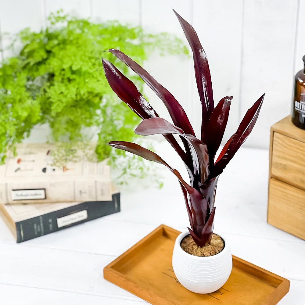 PLANCHU 観葉植物 エクメア フォスターズフェイバリット 3号丸鉢 受け皿付き 育て方説明書付き Aechmea ‘Foster's Favorite’ ブロメリア