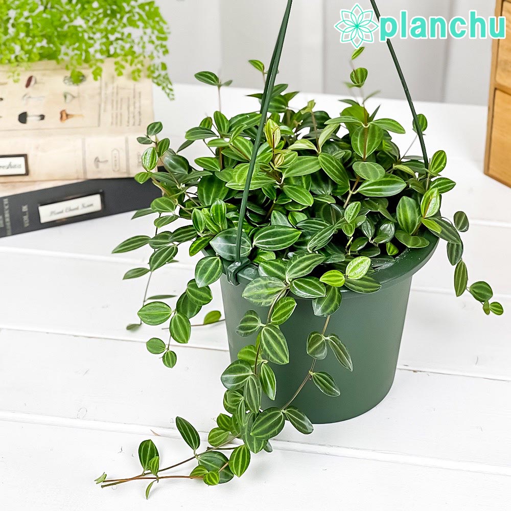 PLANCHU 観葉植物 ペペロミア ビートル 5号吊り鉢 育て方説明書付き Peperomia angulata アングラータ