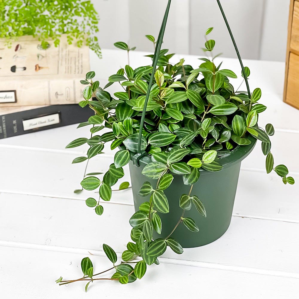 PLANCHU 観葉植物 ペペロミア ビートル 5号吊り鉢 育て方説明書付き Peperomia angulata アングラータ