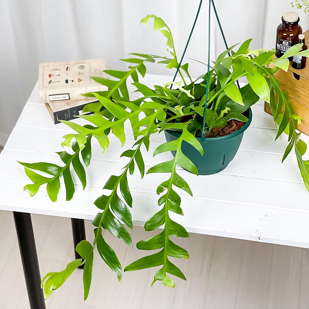 【特大】エピフィラム クリソカルディウム　7号 PLANCHU 観葉植物 エピフィルム クリソカルディウム 7号吊り鉢 育て方