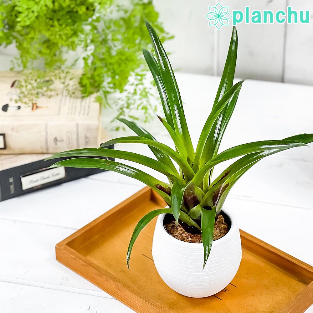 フリーセア – 観葉植物専門店プランチュ