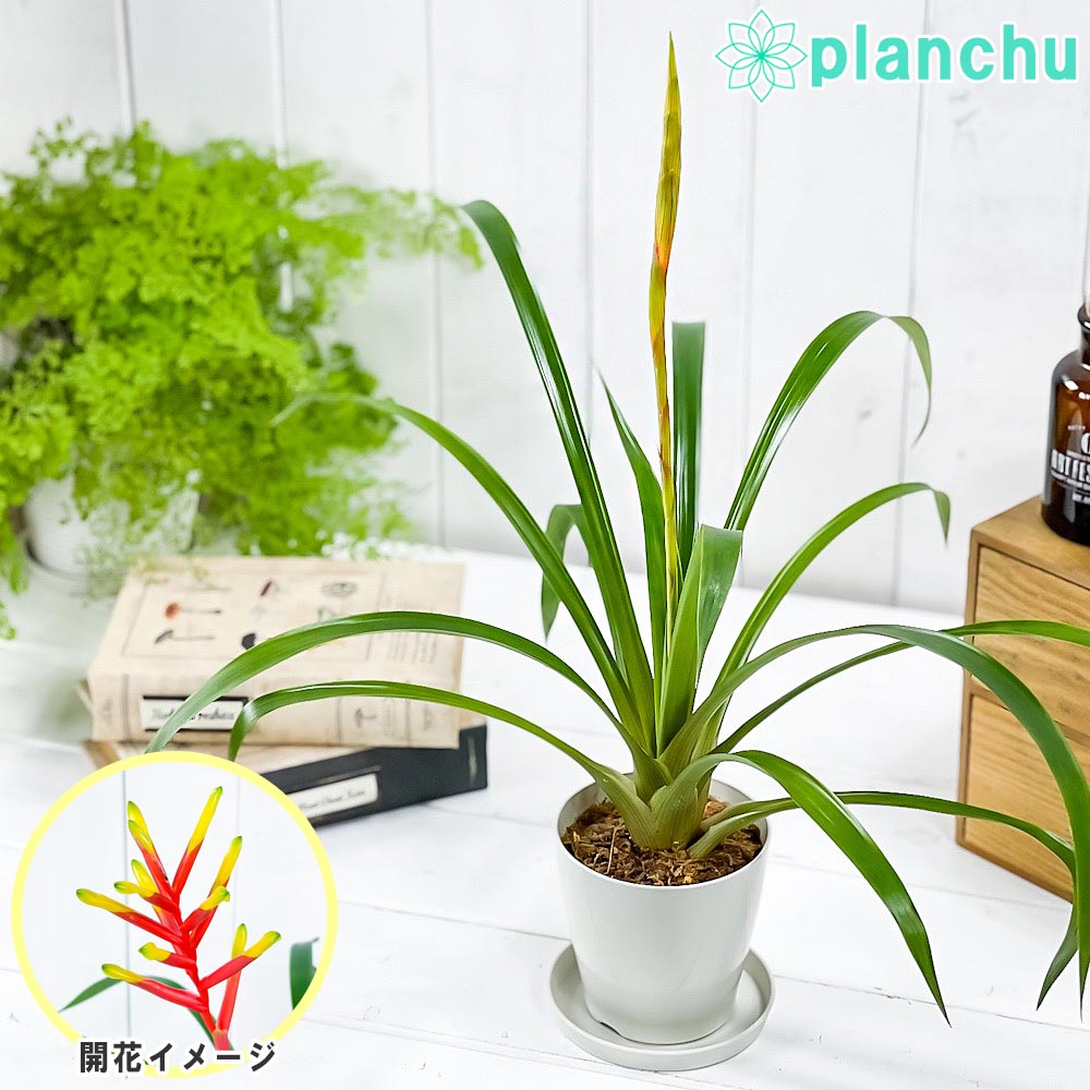 PLANCHU 観葉植物 グズマニア ディシティフローラ メジャー 3.5号鉢 受け皿付き 育て方説明書付き Guzmania dissitiflora ‘Major’ ブロメリア