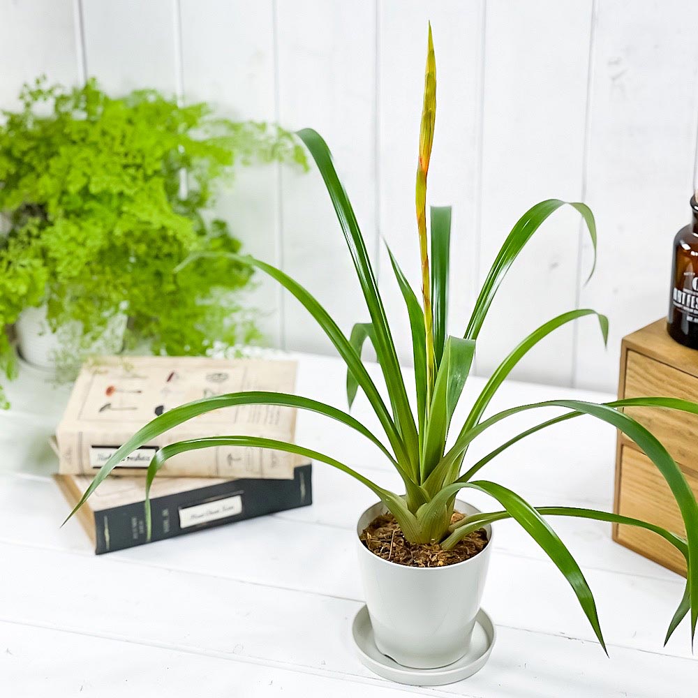 PLANCHU 観葉植物 グズマニア ディシティフローラ メジャー 3.5号鉢 受け皿付き 育て方説明書付き Guzmania dissitiflora ‘Major’ ブロメリア