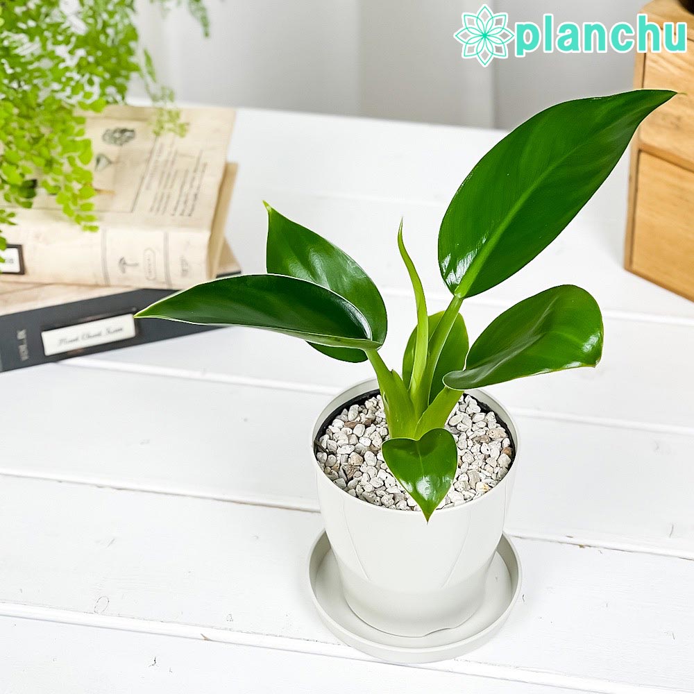 PLANCHU 観葉植物 フィロデンドロン ミリオンズ 3.5号鉢 受け皿付き 育て方説明書付き Philodendron ‘Millions’ アロイド