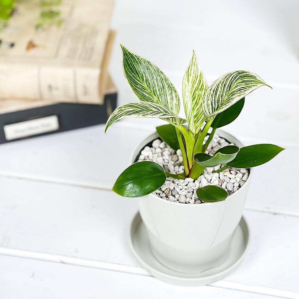 PLANCHU 観葉植物 フィロデンドロン バーキン 3.5号鉢 受け皿付き 育て方説明書付き Philodendron ‘Birkin’ アロイド