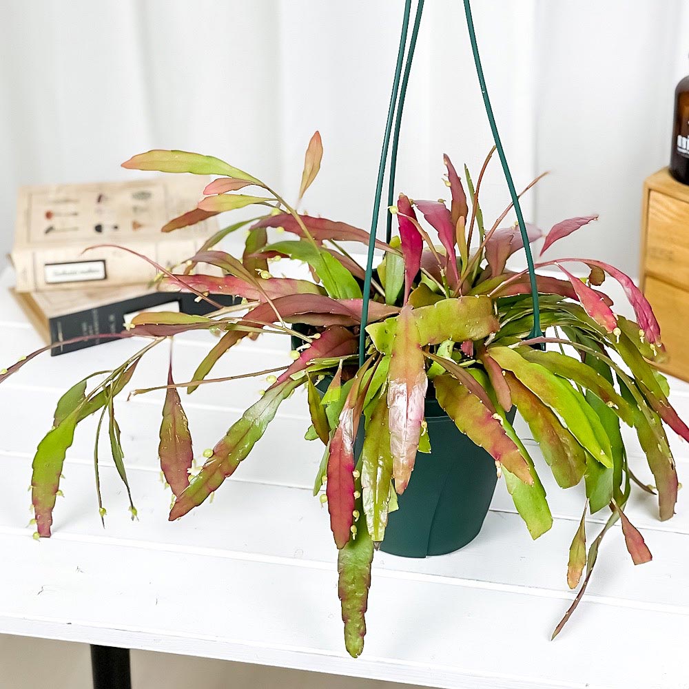 PLANCHU 観葉植物 プセウドリプサリス ラムローサ 6号吊り鉢 育て方説明書付き Pseudorhipsalis ramulosa 森林性サボテン