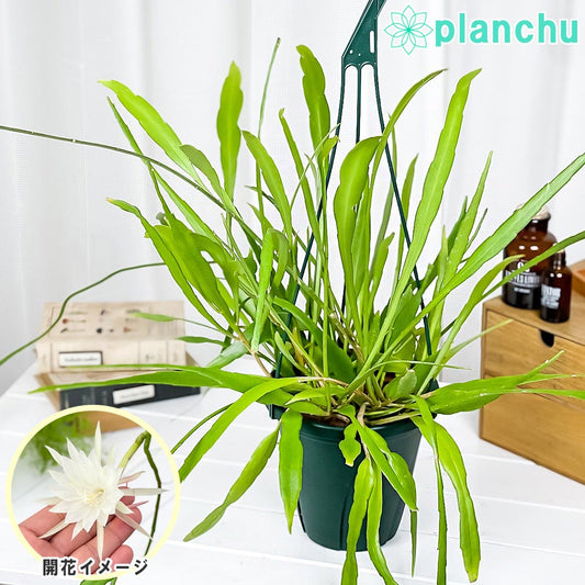 PLANCHU 観葉植物 プセウドリプサリス グリーンタイプ 6号吊り鉢 育て方説明書付き Pseudorhipsalis sp. 森林性サボテン
