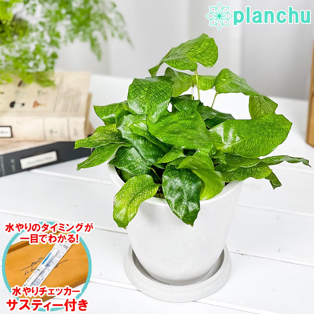 PLANCHU 観葉植物 カラテア ムサイカ 5号樹脂鉢 ホワイト サスティー付き 受け皿付き 育て方説明書付き Calathea musaica モザイク