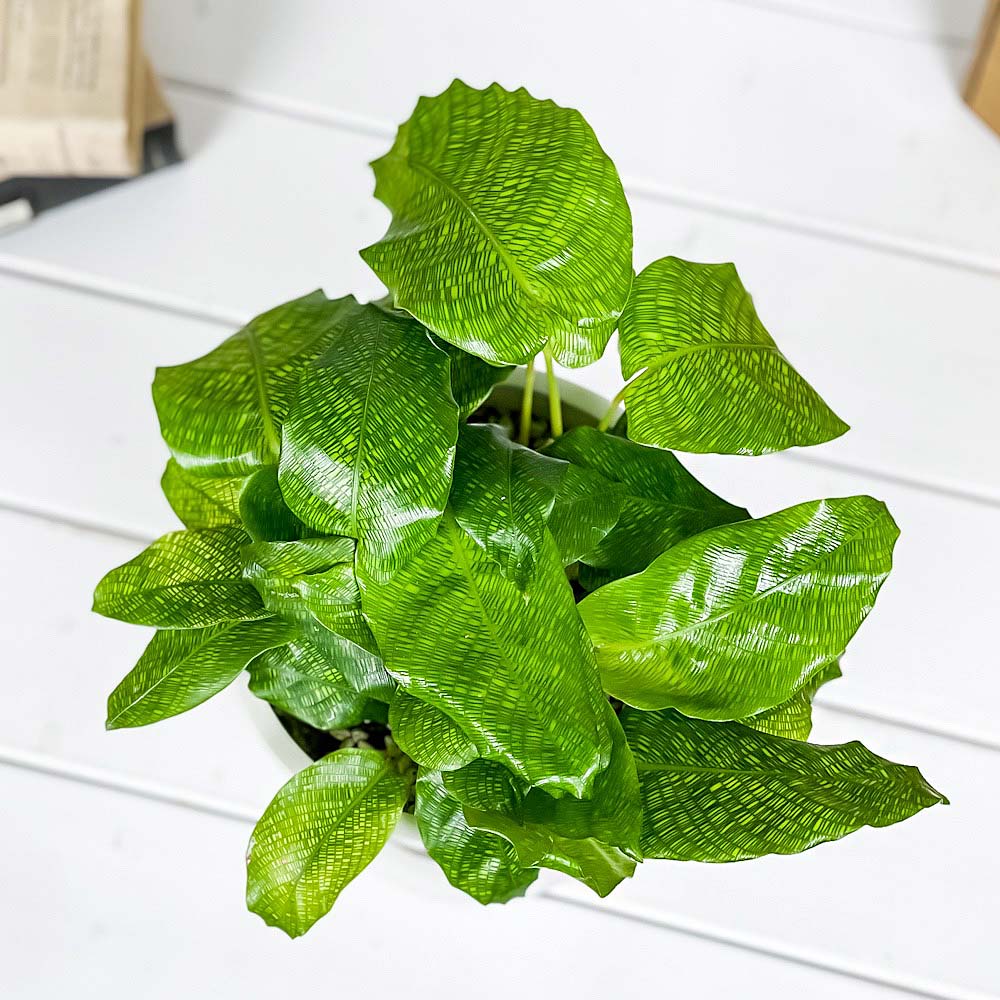 PLANCHU 観葉植物 カラテア ムサイカ 5号樹脂鉢 ホワイト サスティー付き 受け皿付き 育て方説明書付き Calathea musaica モザイク