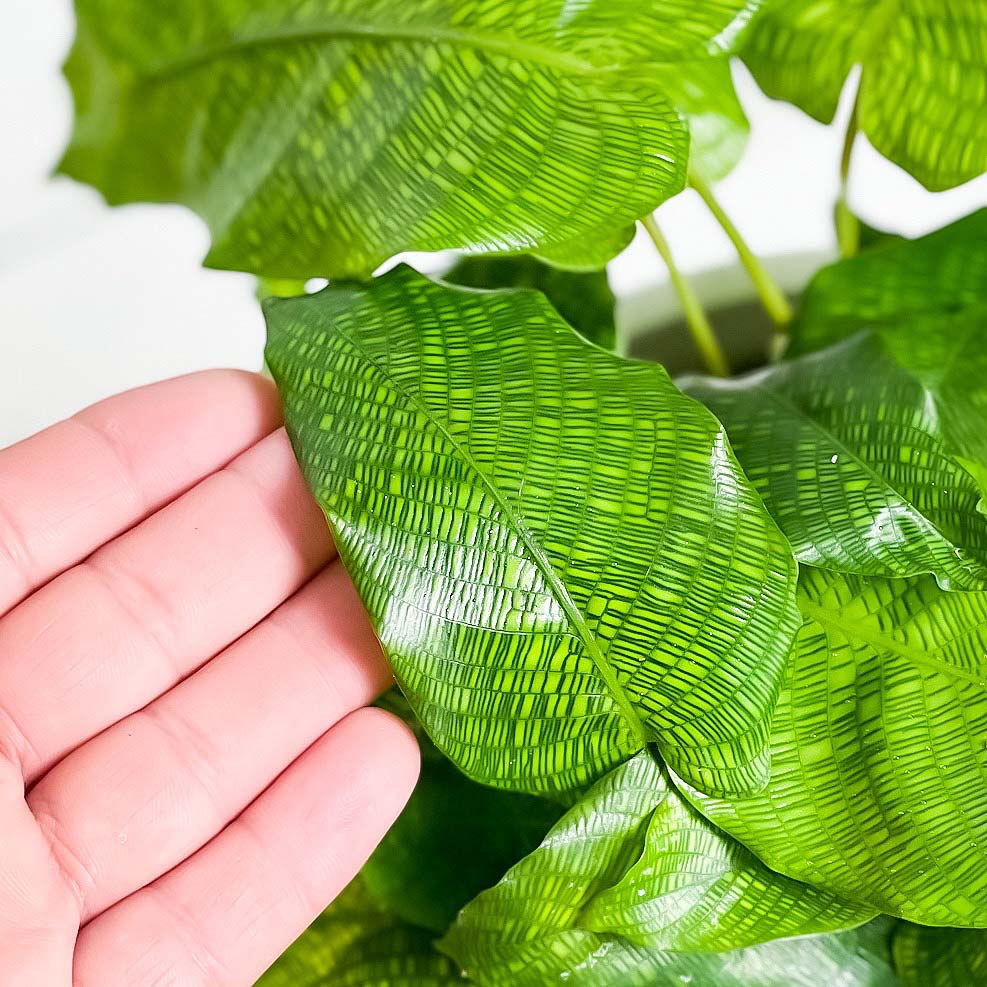 PLANCHU 観葉植物 カラテア ムサイカ 5号樹脂鉢 ホワイト サスティー付き 受け皿付き 育て方説明書付き Calathea musaica モザイク